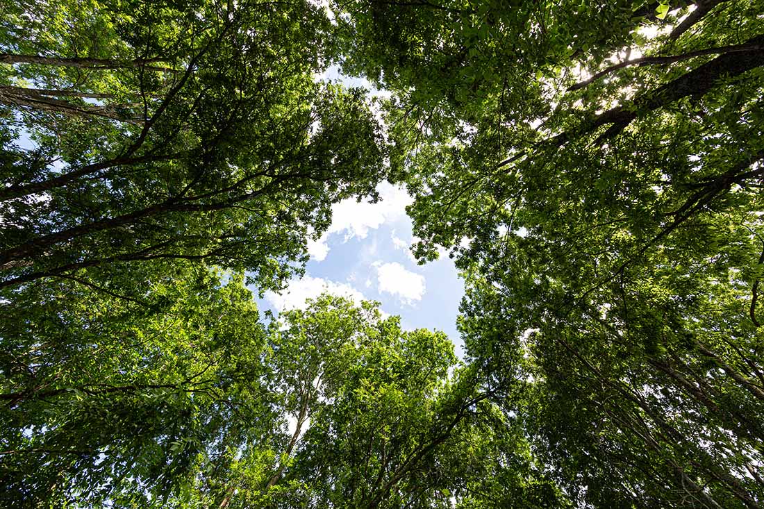 Grayson County Hardwoods Come in Clusters